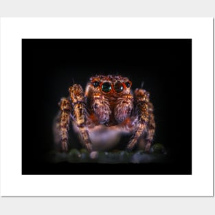 Jumping Spider On Dark Background Posters and Art